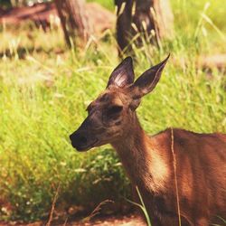 Close up of an animal on field