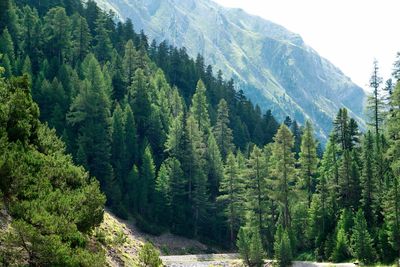 Panoramic view of pine trees in forest