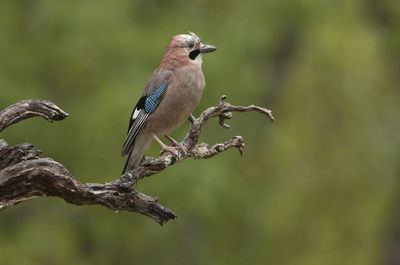 Close-up of bird perching on branch