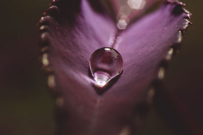 Close-up of wet pink flower