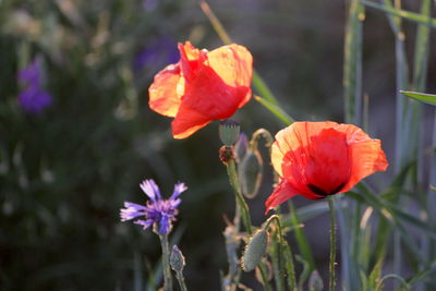 Close-up of red rose flower