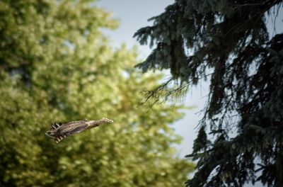 View of bird perching on tree