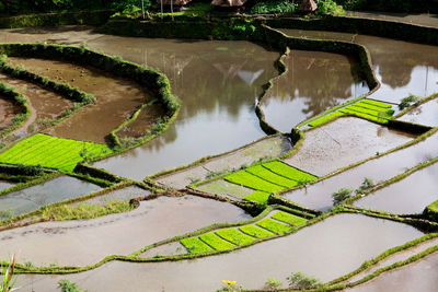 High angle view of rice paddy by lake