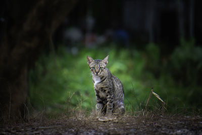 A stray cat in the garden with green trees.