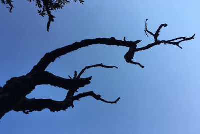 Low angle view of tree against clear blue sky