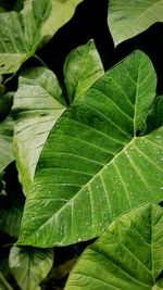 Close-up of wet leaves