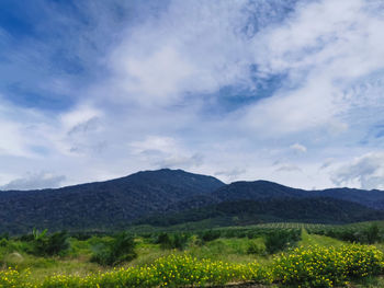 Scenic view of field against sky