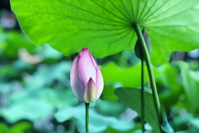 Close-up of lotus water lily