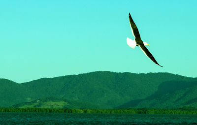 Close-up of bird against clear sky