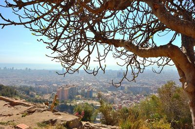 Aerial view of tree and buildings in city