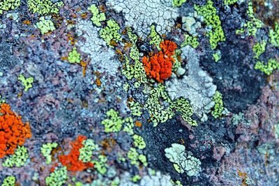 Full frame shot of moss on rock