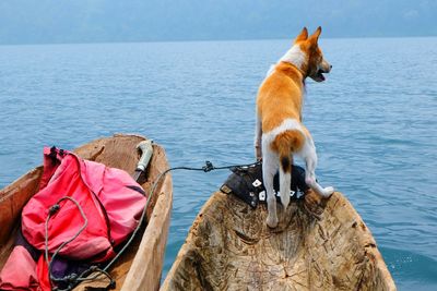 Dog standing on boat in sea
