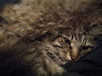 Close-up portrait of a cat