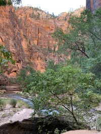 Trees and rocks in sunlight