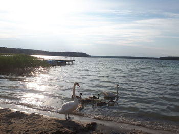 View of swan on beach against sky