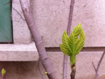 Close-up of plant growing on wall