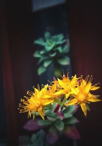 Close-up of yellow flowers