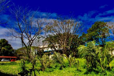 Trees on landscape against blue sky