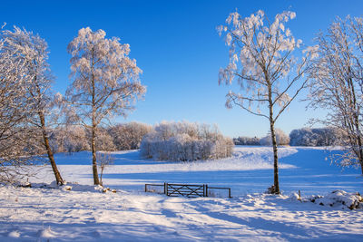 Bare trees on snow covered land against blue sky