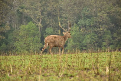 Deer standing in a forest