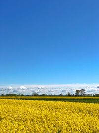 Scenic view of oilseed rape field against blue sky