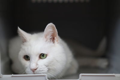 Close-up of white cat on table