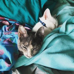 High angle view of cat sleeping on bed