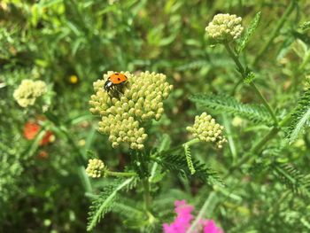 Close-up of bee pollinating on flower