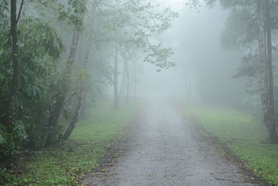 Dirt road amidst trees in forest