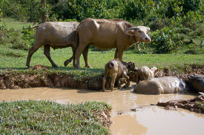 Horses in a lake