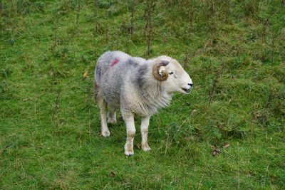 Sheep standing in a field