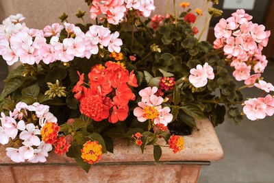 High angle view of pink flowering plants