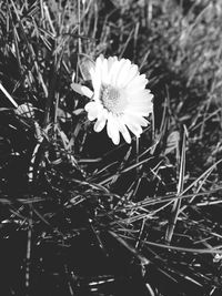 Close-up of flower