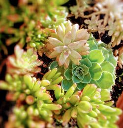 Close-up of succulent plant