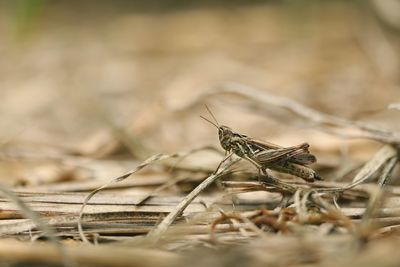 Close-up of dried plant on field