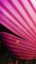 Close-up of pink flower