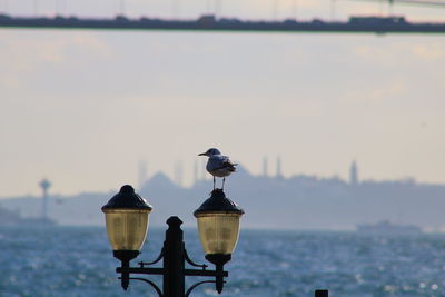 Istanbul and seagull