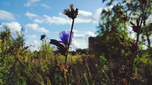 Close-up of thistle blooming against sky