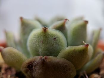 Close-up of succulent plant