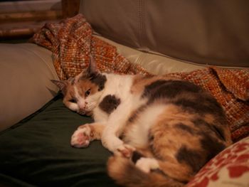 Cat sleeping on bed