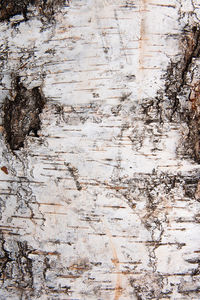 Full frame shot of weathered tree trunk