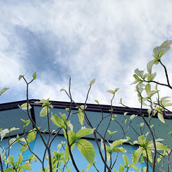 Low angle view of tree against sky