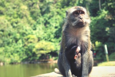 Monkey sitting on tree