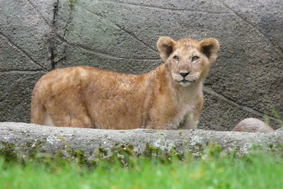Portrait of lion on field