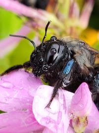 Close-up of butterfly pollinating on pink flower