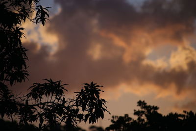 Low angle view of silhouette trees against sky during sunset