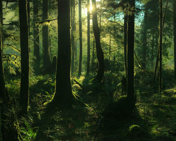 Trees in forest