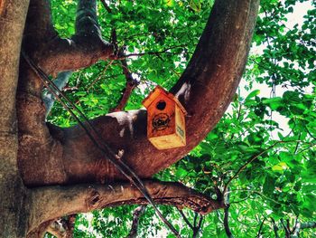 Low angle view of monkey on tree