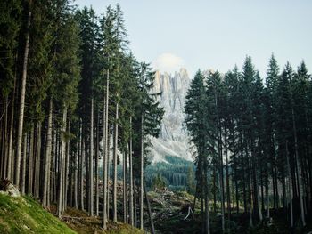 Panoramic view of pine trees in forest against sky in dolomites