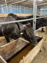 Close-up of black dog